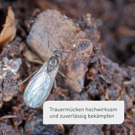 Plantura Organic melnās sēnes knišļu nesaturošs nīms, ļoti efektīvs laistīšanas līdzeklis pret melnajām sēnes knišļiem, kas izgatavots no nīma, 75 ml uz apm. 30 augi