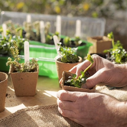 Meister audzēšanas podi 8 x 8 cm - Praktisks 48 podu komplekts - 100% bez kūdras, izgatavoti no PEFC sertificētas celulozes - Bioloģiski noārdāms / Puķupods / Sēklu pods / Augu pavairošana / 9968280