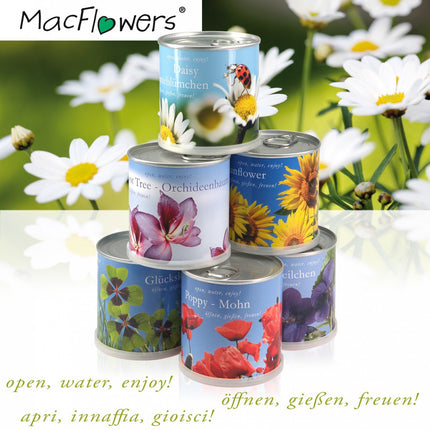 MacFlowers | Mazs audzēšanas komplekts ar saulespuķēm | Dizaina dzimšanas dienas apsveikumu paciņas | Dāvanu komplekts ar vienas šķirnes sēklām jaukā, ātri uzpildāmu ziedu kārbiņā