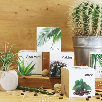 Feel Green 296244 Ecocube Aloe Vera, ilgtspējīga dāvanu ideja (100% videi draudzīga), audzē pats/audzēšanas komplekts, augi koka kubā, ražots Austrijā