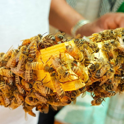 Augstākās kvalitātes biškopības ziedu/bišu ziedputekšņi no ImkerPur, 500 g, pilnīgi bez atlikumiem, saldi un maigi, (Parastie, 500 g)