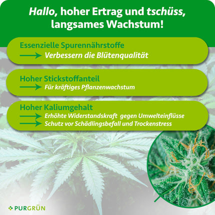 Purgrün® kaņepju mēslojuma komplekts 2 x 1 litrs – Ātras iedarbības minerālu formula – Pilna spektra barības vielas augšanai un ziedēšanai – Šķidrs mēslojums lietošanai iekštelpās un ārā – Automātiski ziedošām, sativu un indica šķirnēm