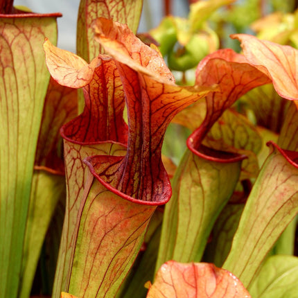 Seedeo audzēšanas komplekts sarkanajam krūkas augam (Sarracenia purpurea)