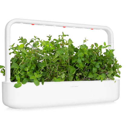 Click &amp; Grow Smart Garden piparmētru augu pākstis, 3 iepakojumā