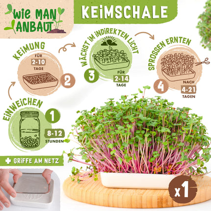 zengreens® organisko asnu audzēšanas komplekts – dīgšanas burciņa (1, 2 vai 3 gab.) – komplektā ietilpst dīgšanas burciņa, audzēšanas paplāte un dīgšanas sēklas – iekļauts 50 lappušu biezs ceļvedis un 10 daļu tiešsaistes video kurss