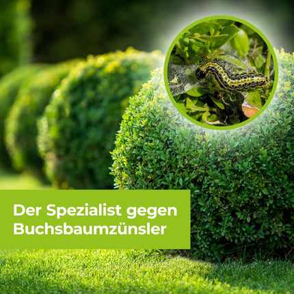 PROTECT GARDEN Lizetan Bukskoku kodēm brīvs AF, lietošanai gatavs aerosols pret bukskožu kodēm, 1 litrs