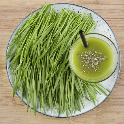 Sperli BIO Microgreen audzēšanas komplekts, kviešu graudzāļu sēklas 85010 - Atkārtoti lietojama sēklu paplāte vienkāršai audzēšanai - Zāles sēklas, sēklas