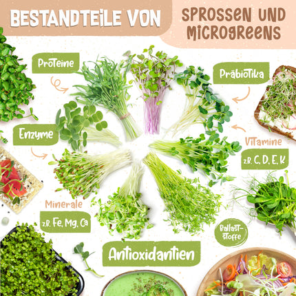 zengreens® organisko asnu audzēšanas komplekts – dīgšanas burciņa (1, 2 vai 3 gab.) – komplektā ietilpst dīgšanas burciņa, audzēšanas paplāte un dīgšanas sēklas – iekļauts 50 lappušu biezs ceļvedis un 10 daļu tiešsaistes video kurss