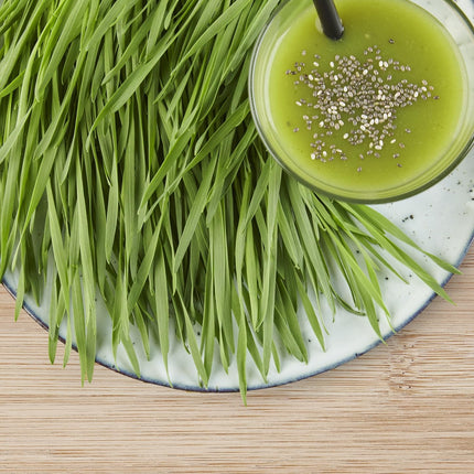 Sperli BIO Microgreen audzēšanas komplekts, kviešu graudzāļu sēklas 85010 - Atkārtoti lietojama sēklu paplāte vienkāršai audzēšanai - Zāles sēklas, sēklas