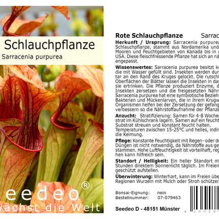 Seedeo audzēšanas komplekts sarkanajam krūkas augam (Sarracenia purpurea)