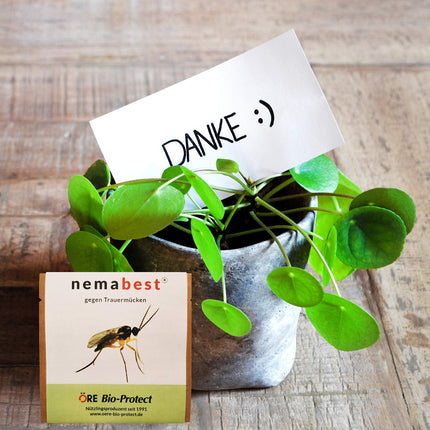 nemabest® SF nematodes 3 miljoni (30 augi/6 m²) pret sēnīšu knišļiem