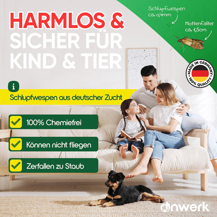 anwerk® Parazītiskās lapsenes pret pārtikas kodēm - 8 kartītes (2 kartītes ar 4 piegādēm) - Efektīvi apkaro pārtikas kodes - Alternatīva kožu slazdiem, kožu aerosoliem un feromonu slazdiem