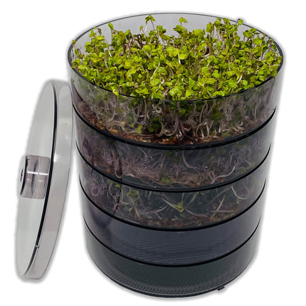 SaatPur® dīgšanas kastes komplekts ar 4 līmeņiem kā diedzēšanas ierīce: dīgļu audzēšanai un mikrozaļumu audzēšanas paplātēm. Dīgšanas kaste, diedzēšanas paplāte, diedzēšanas kaste, dīgšanas kaste, dīgšanas māja, diedzēšanas ierīce