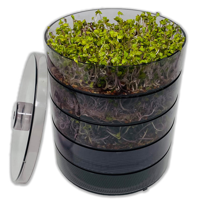 SaatPur® dīgšanas kastes komplekts ar 4 līmeņiem kā diedzēšanas ierīce: dīgļu audzēšanai un mikrozaļumu audzēšanas paplātēm. Dīgšanas kaste, diedzēšanas paplāte, diedzēšanas kaste, dīgšanas kaste, dīgšanas māja, diedzēšanas ierīce
