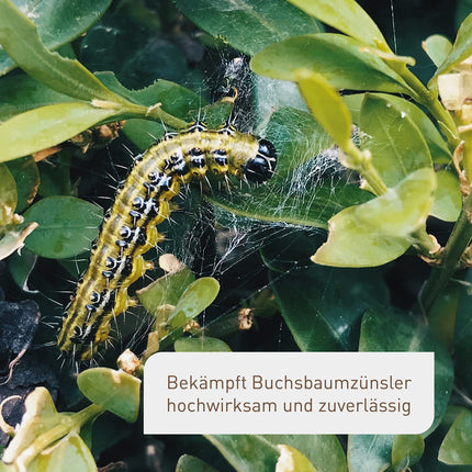 Plantura Xentari bez kāpuriem un kodēm līdzeklis pret bukskodes kodēm un kaitēkļu kāpuriem, ārkārtīgi efektīvs un bioloģisks aerosols, nekaitīgs bitēm, 8 x 2 g paciņas