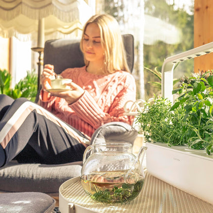 Click &amp; Grow Smart Garden piparmētru augu pākstis, 3 iepakojumā